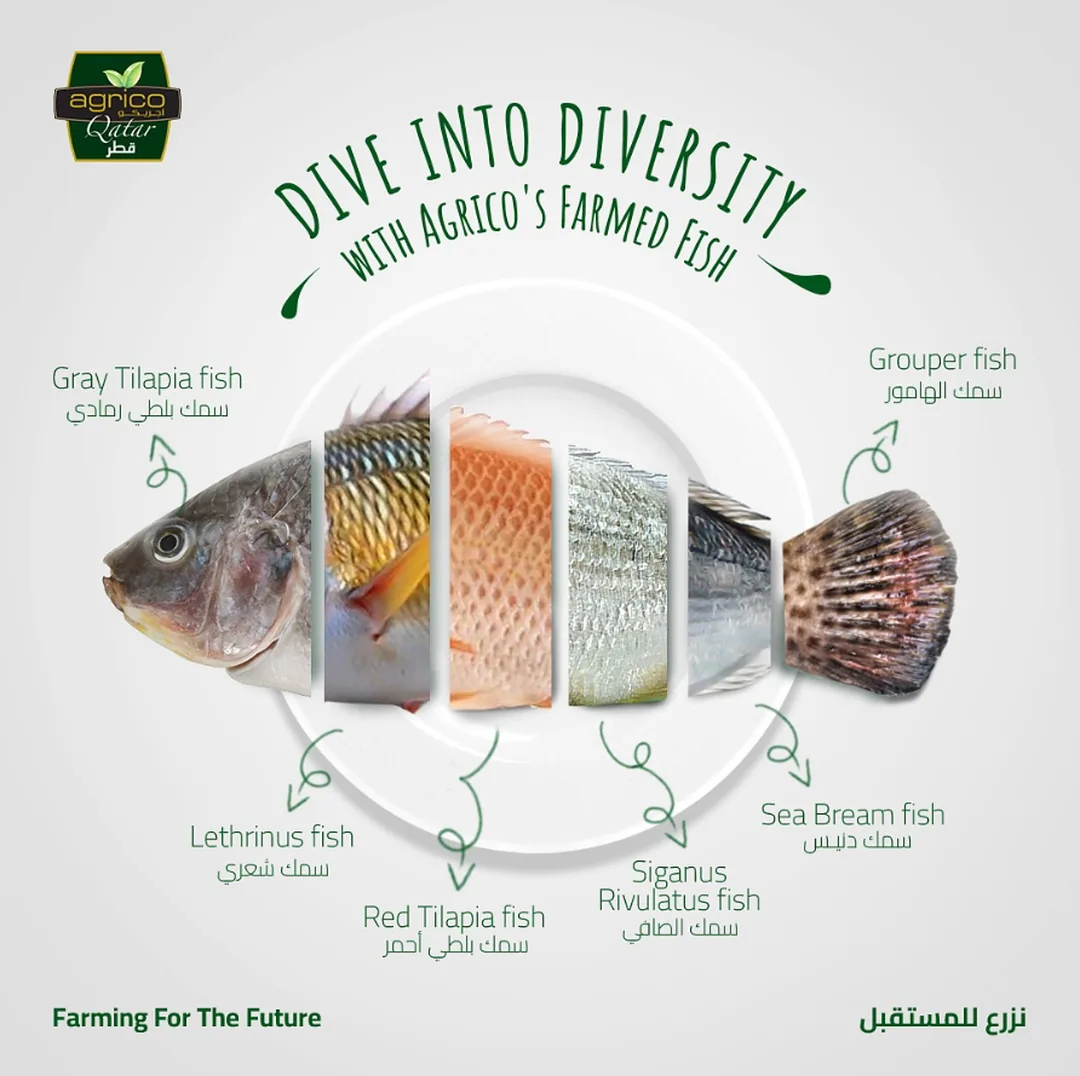 Agrico Qatar farm content design